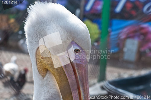 Image of pelican