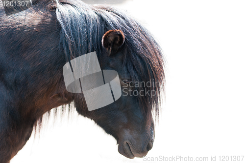 Image of pony closeup