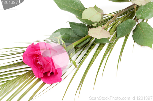 Image of fresh red roses