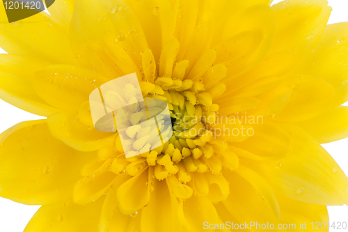 Image of yellow chrysanthemum