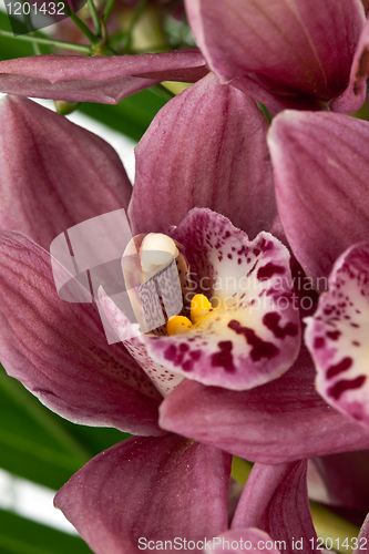 Image of bouquet of purple orchids