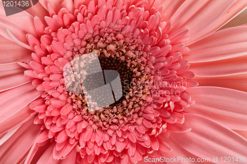 Image of fresh pink gerbera