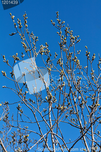 Image of willow branches with buds