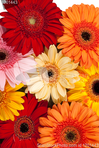 Image of Gerbera background