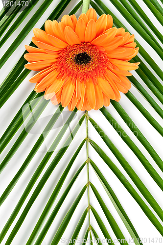 Image of orange gerbera