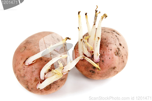 Image of potato sprouts