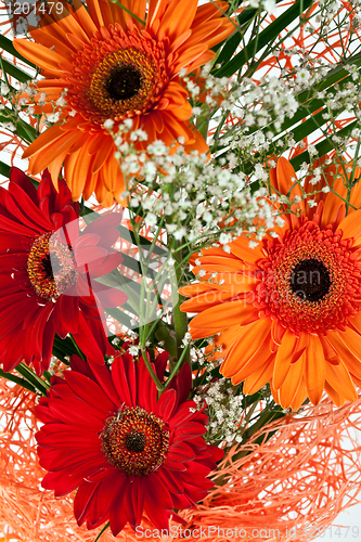 Image of fresh gerbera flower