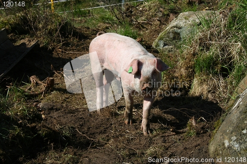 Image of Pig