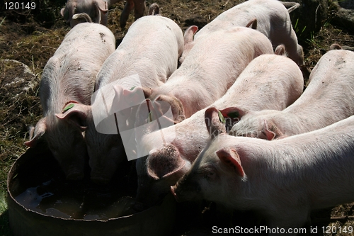 Image of Pigs drinking water