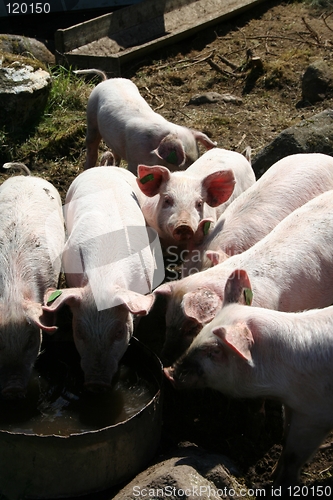 Image of Pigs drinking water