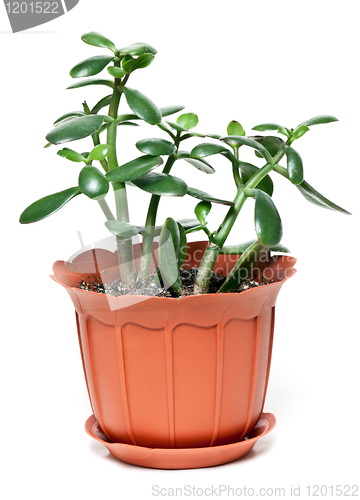 Image of money tree in brown plastic pot