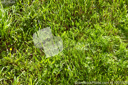 Image of background of spring green grass
