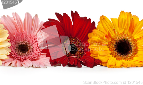 Image of three gerbera