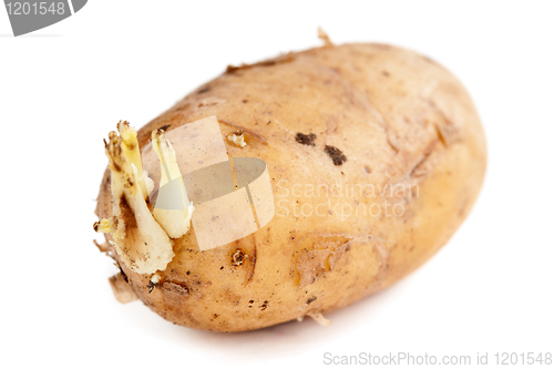 Image of potato sprouts