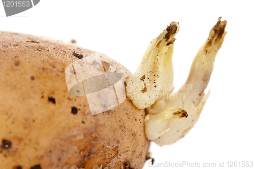 Image of potato sprouts