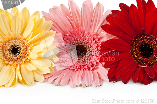 Image of three gerbera