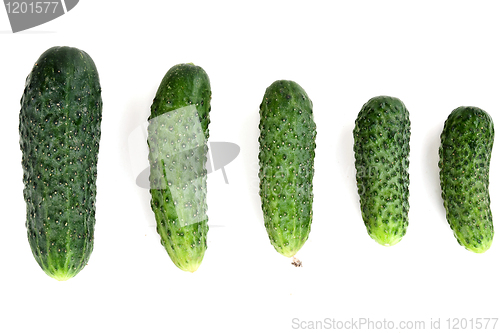 Image of five ripe cucumber