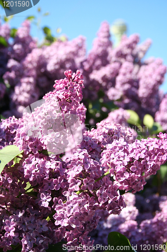 Image of Lilac with leaves on a blue sky