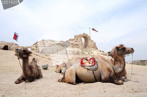 Image of Camels in front of an old castle