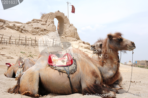 Image of Camels in front of an old castle