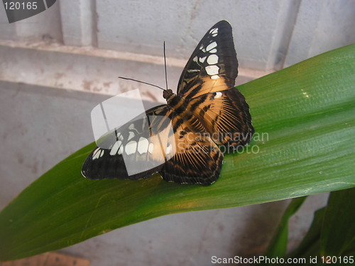 Image of Butterfly on a leaf