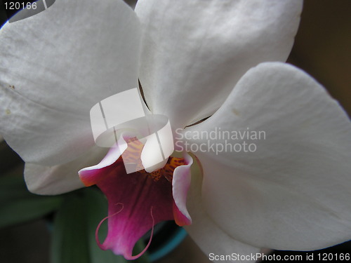 Image of orchid