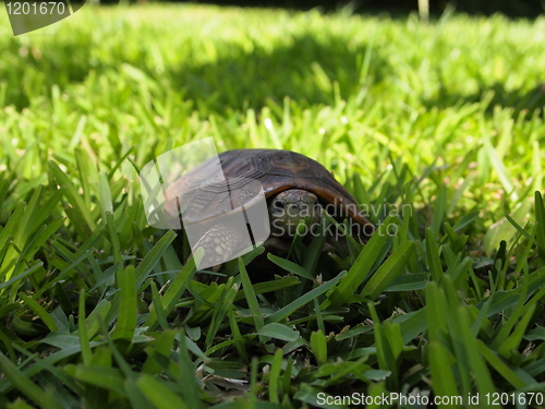 Image of Turtle in Zambia, Livingstone