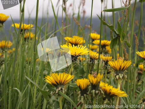 Image of Flowers in Sogndal