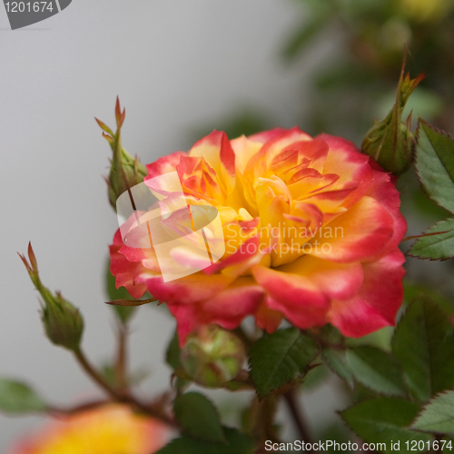 Image of Pink and Yellow Rose