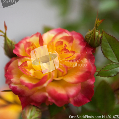 Image of Pink and Yellow Rose