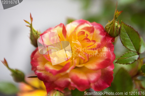 Image of Pink and Yellow Rose