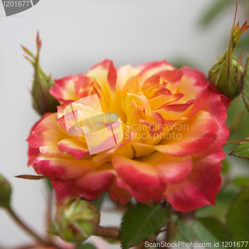 Image of Pink and Yellow Rose