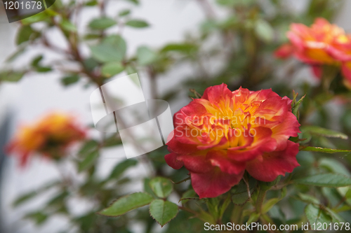 Image of Pink and Yellow Rose