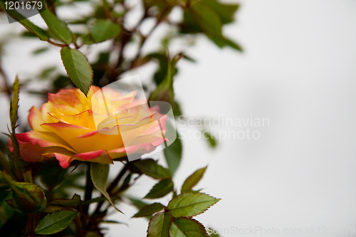 Image of Pink and Yellow Rose