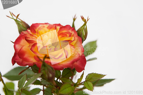 Image of Pink and Yellow Rose