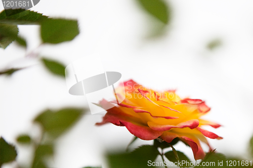 Image of Pink and Yellow Rose