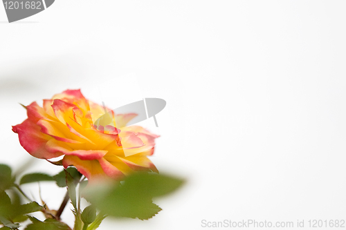 Image of Pink and Yellow Rose
