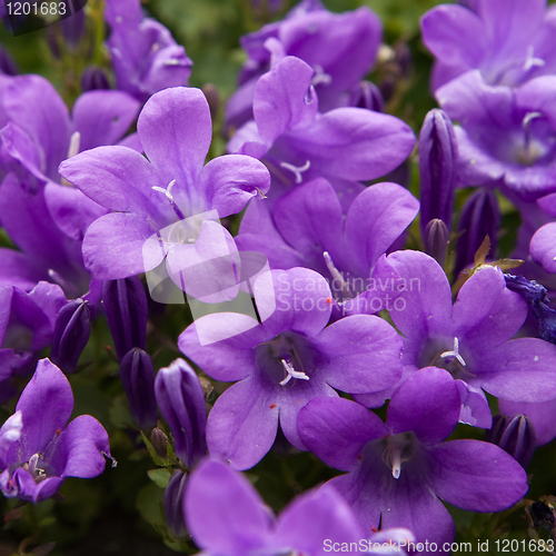 Image of Purple Flower