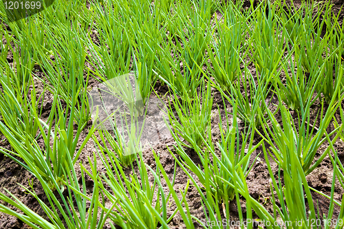 Image of onions growing in the field