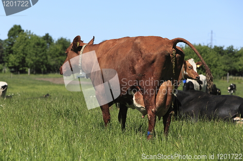 Image of Cow shitting