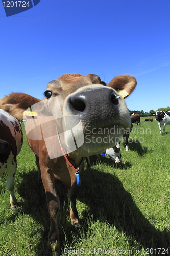 Image of Cow close-up