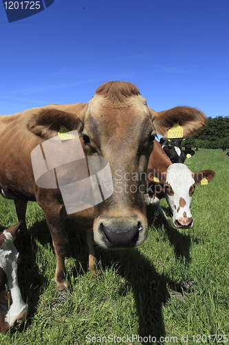 Image of Cow