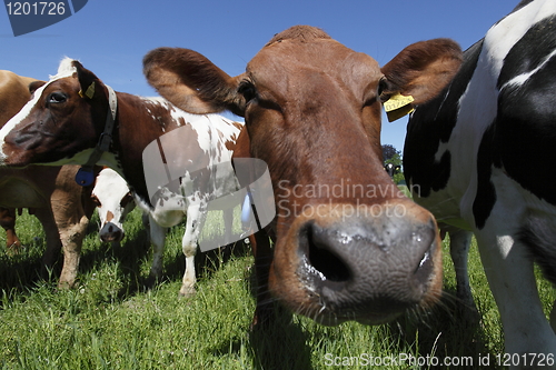 Image of Cow in field