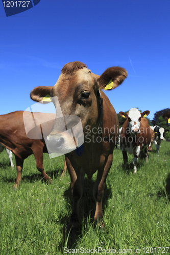 Image of Cow in field