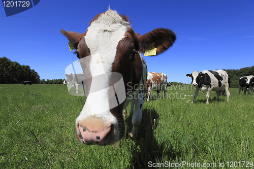 Image of Cow close-up