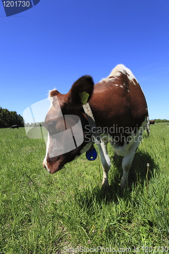 Image of Cow in field