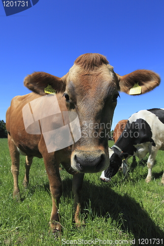 Image of Cow