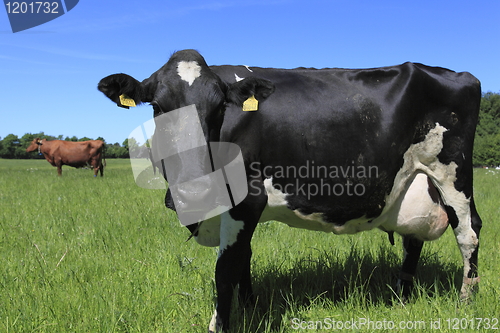 Image of Cow black and white