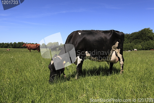 Image of Cow