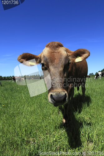 Image of Cow